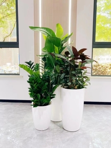 宁波杭州湾植物出租哪家好